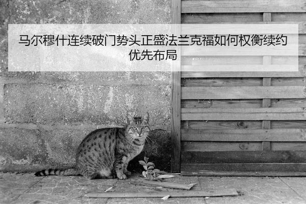 马尔穆什连续破门势头正盛法兰克福如何权衡续约优先布局